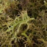 Drying fresh carrageenan seaweed