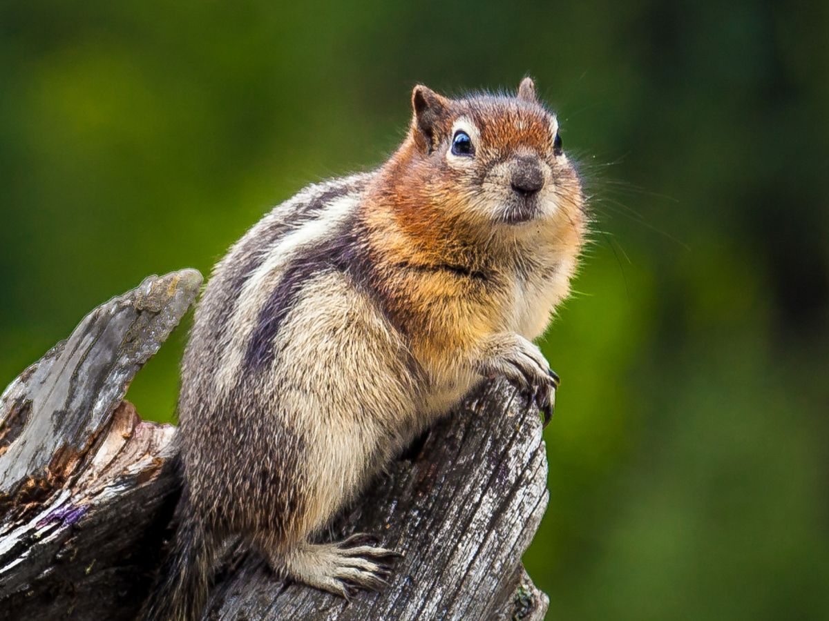 A tick-eating chipmunk perched on a tree stump.