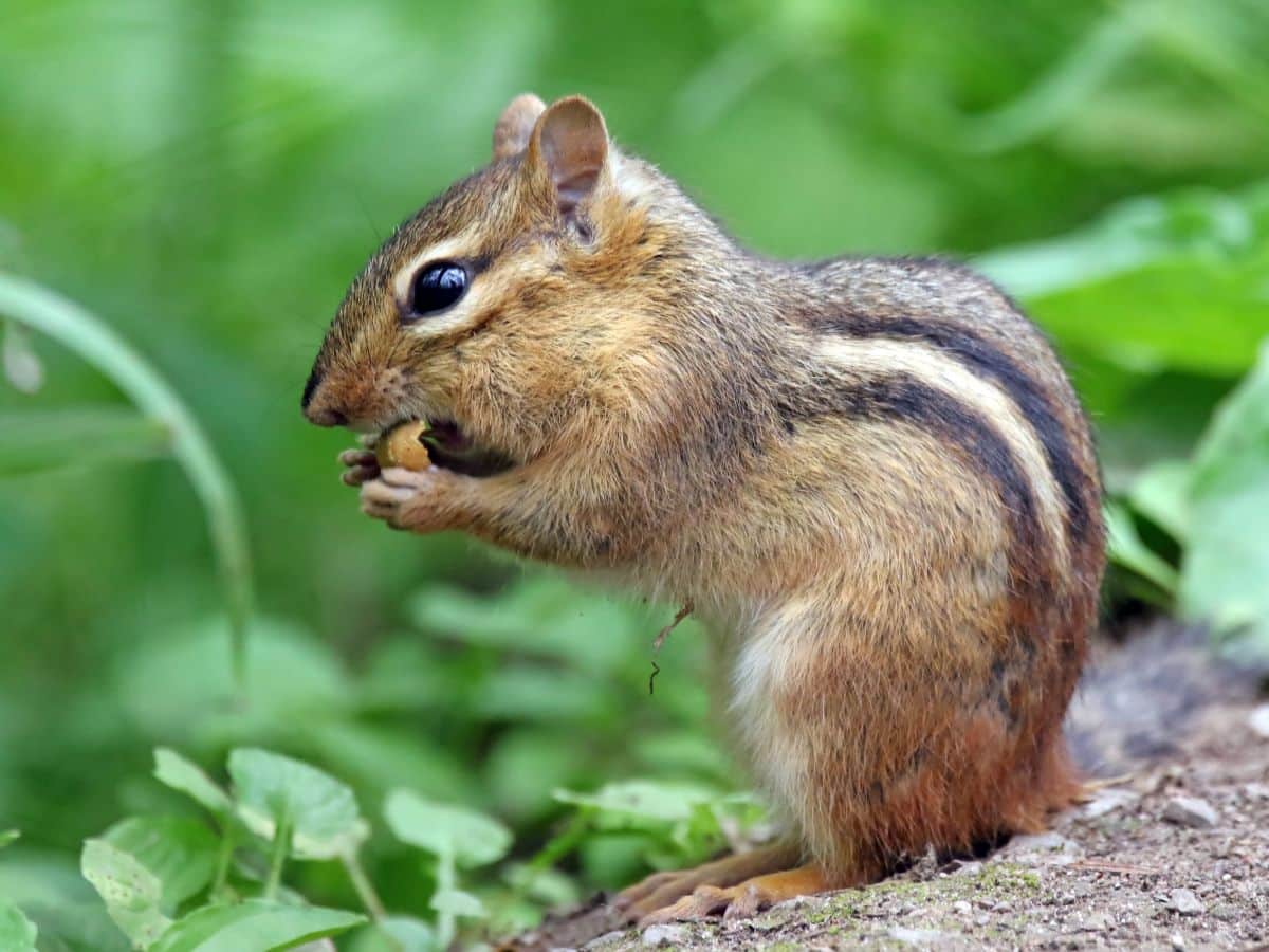 A chipmunk eats a nut in the woods
