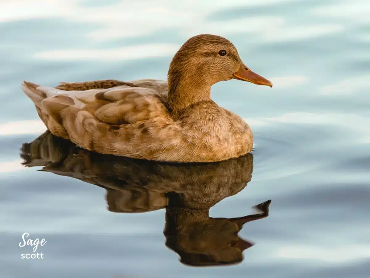 Female duck swimming in clear water