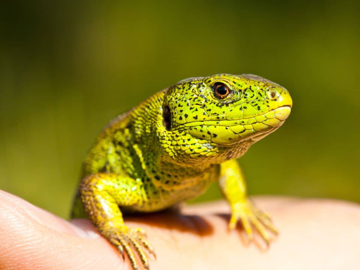 Lizard sitting on the palm of a person's hand
