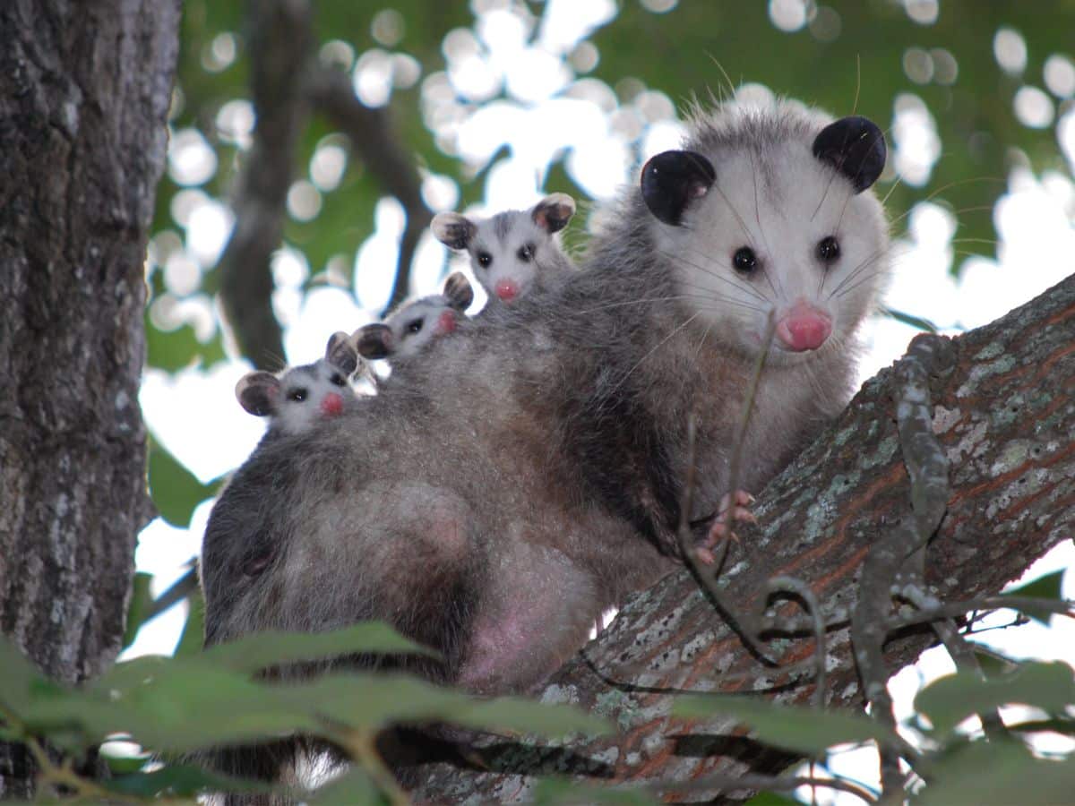 A momma opossum in a tree with babies on her back