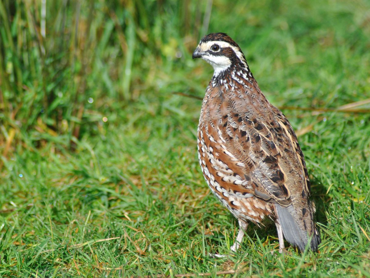 A quail standing in a clearing