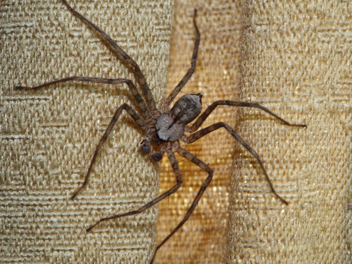 Spider crawling on a curtain