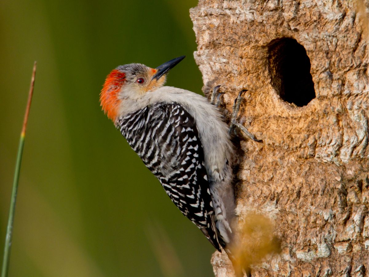 Woodpecker pecking on a tree
