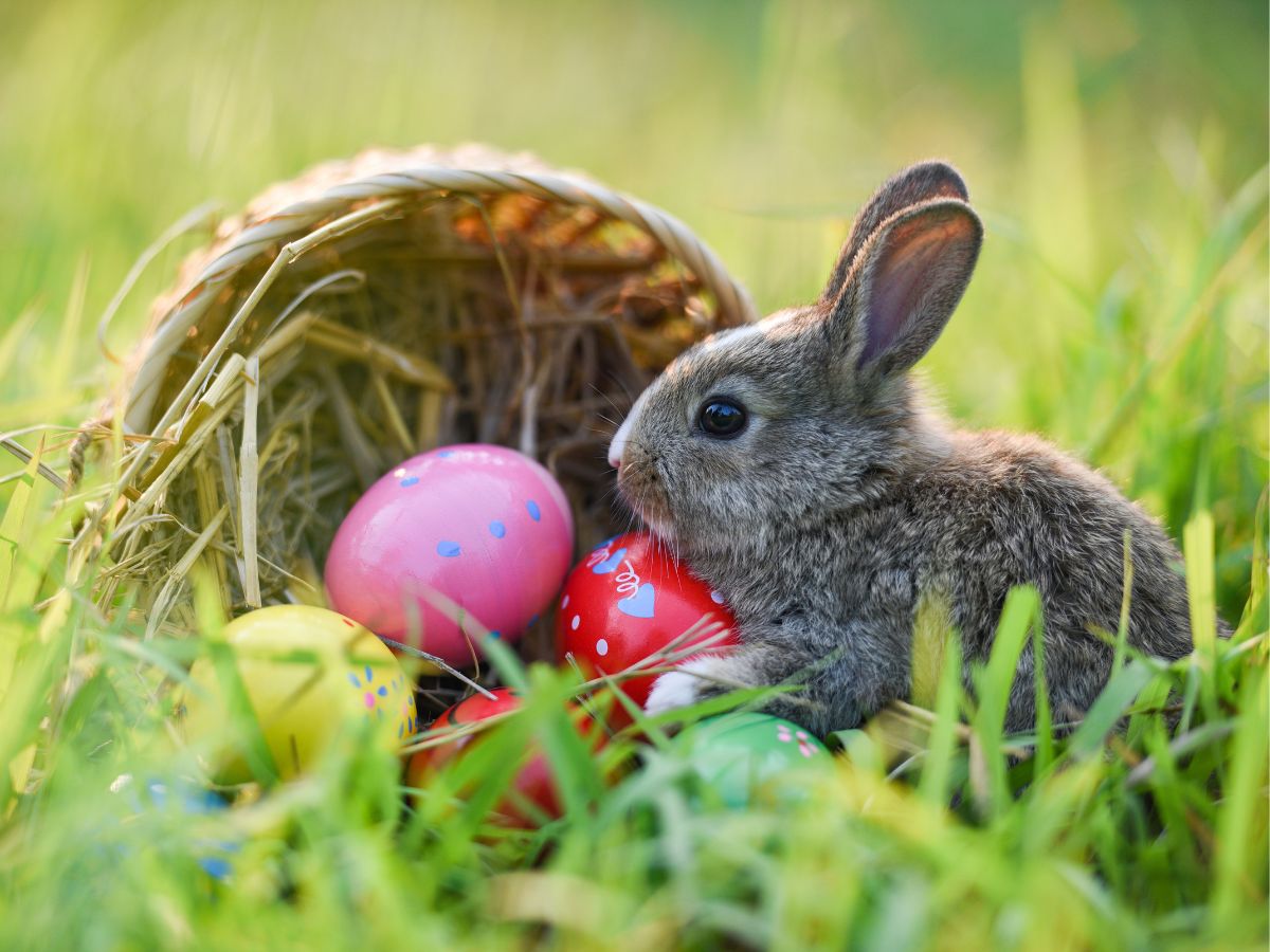 Bunny by an Easter basket filled with decorated eggs