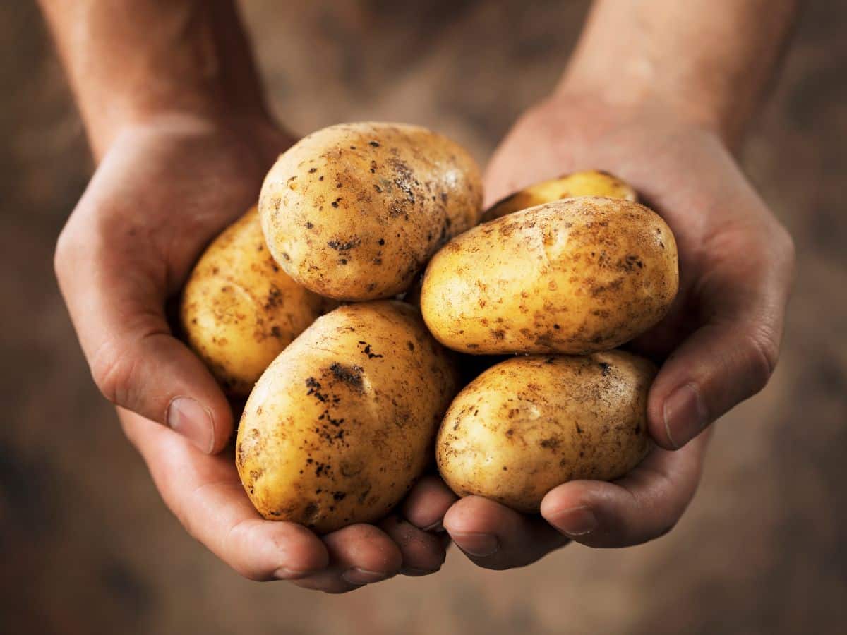 Person Holding Handful of Potatoes