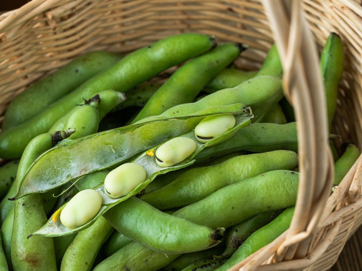 Freshly harvested fava beans in a wicker basket