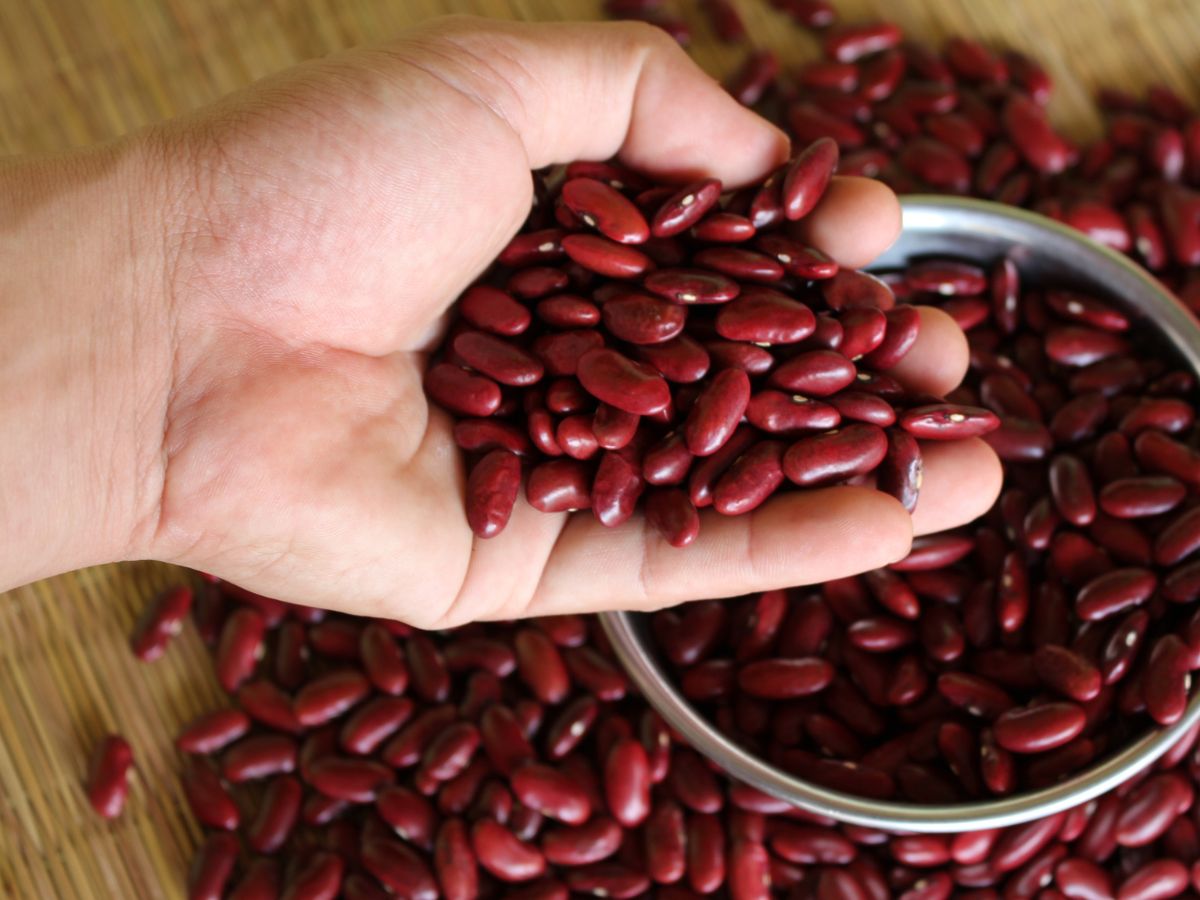 Person holding a handful of red kidney beans