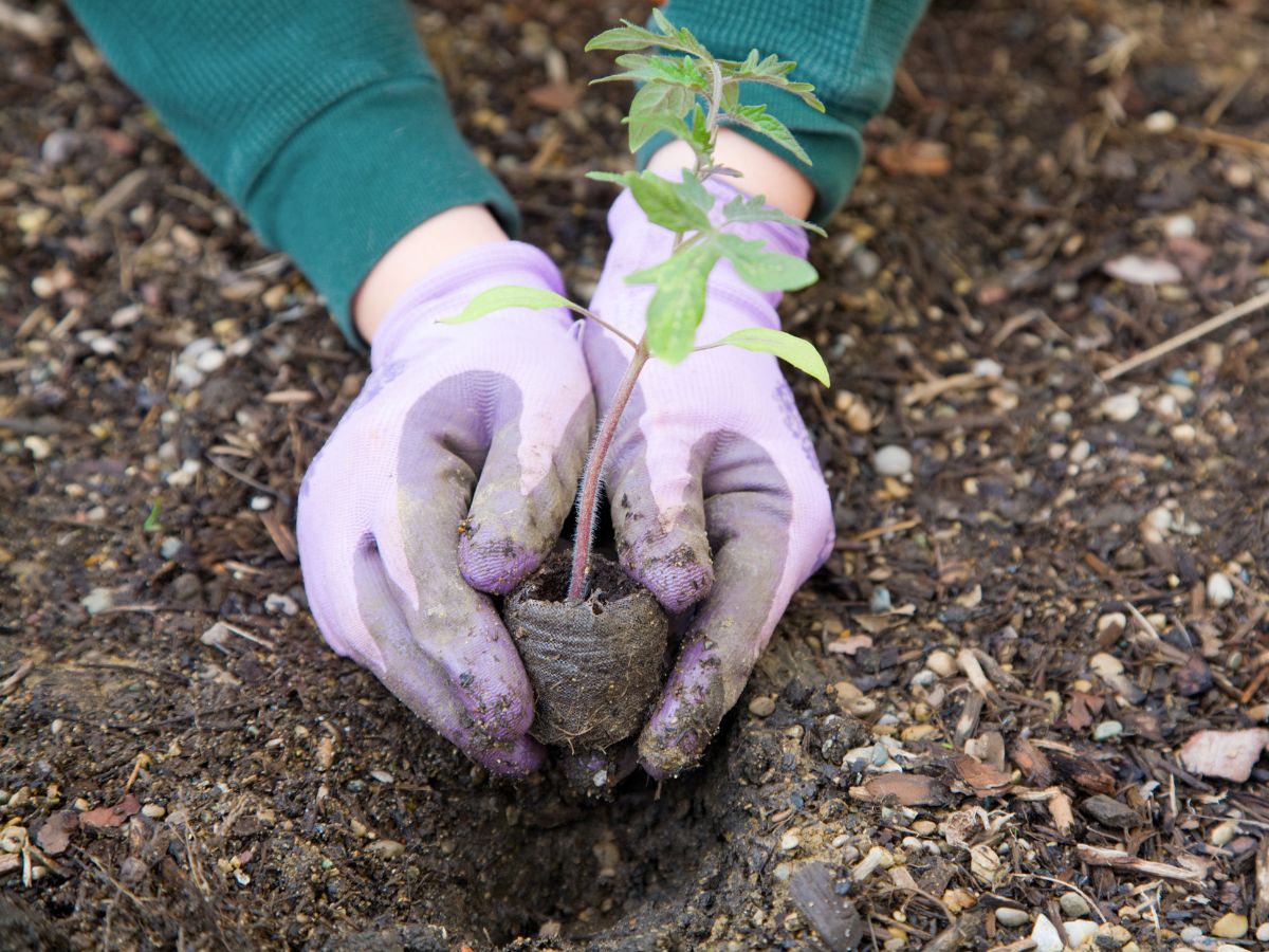 Gloved person planting a tomato - Canva