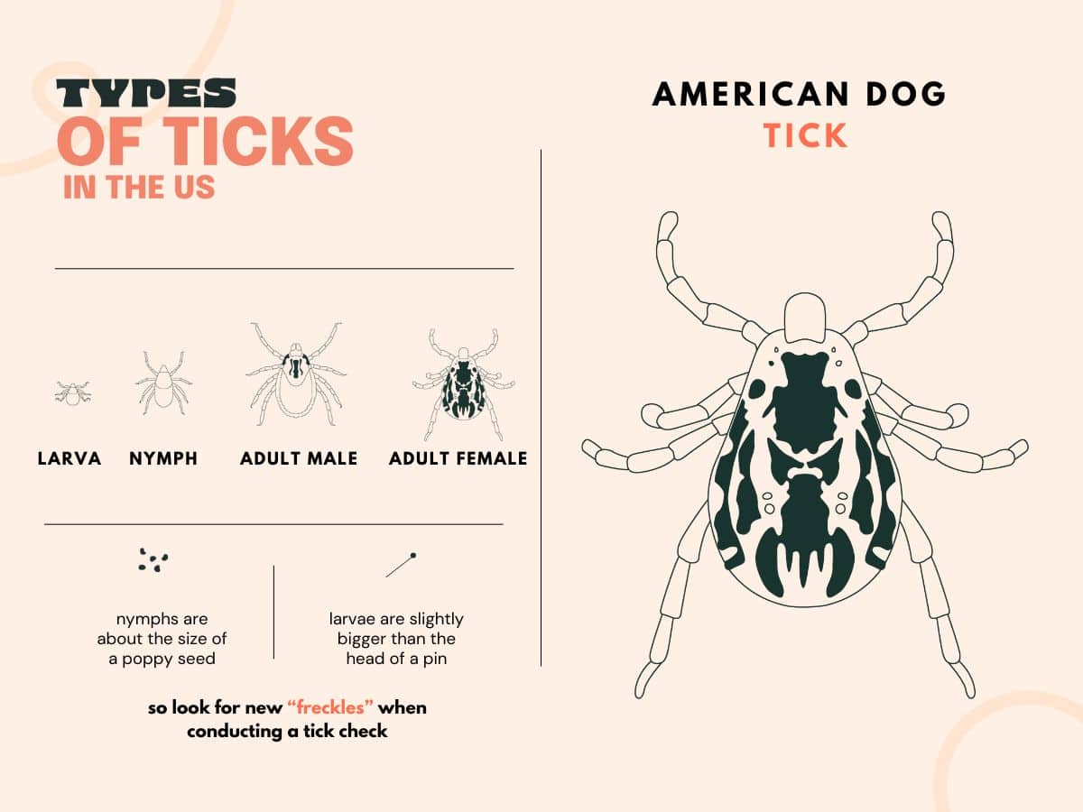 A graphic of an American dog tick from the larva to adult stages