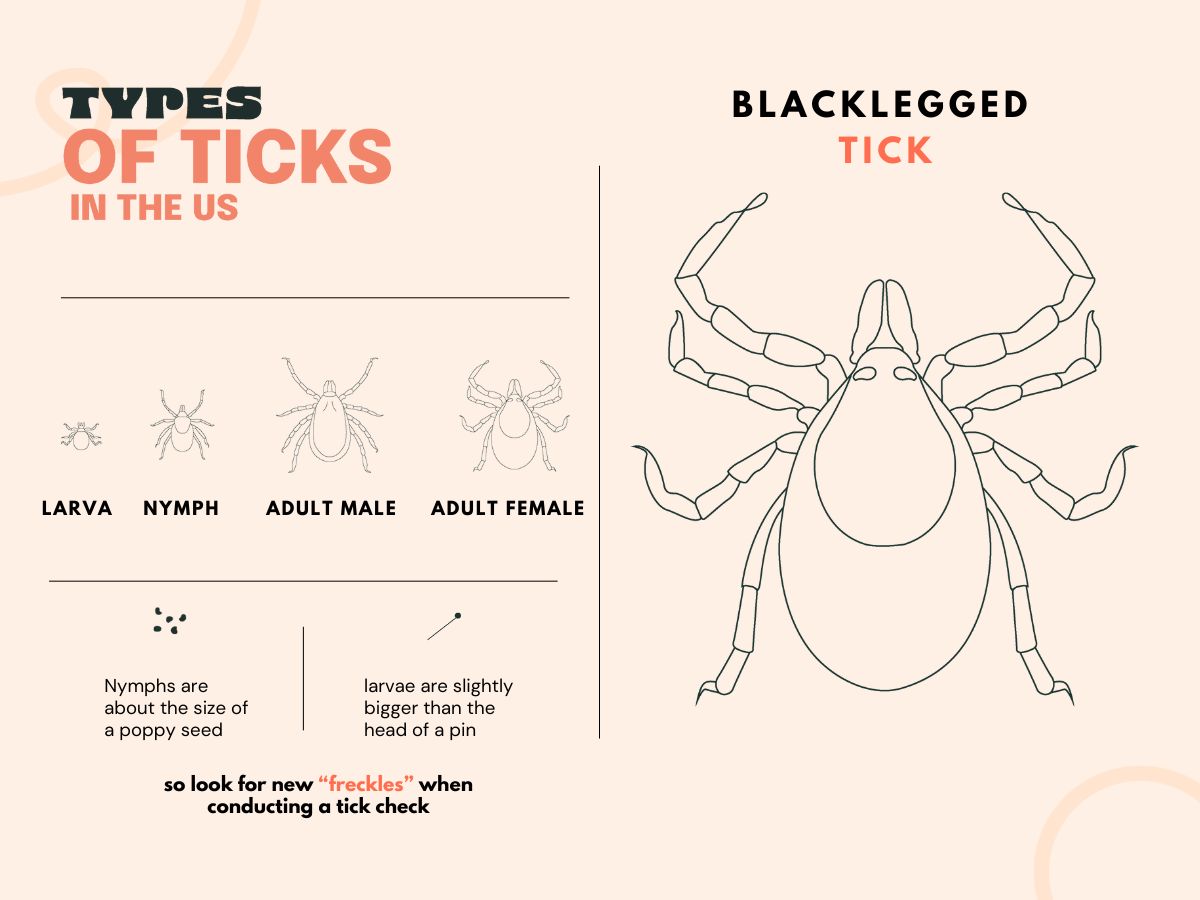 A graphic of a black legged tick from the larva to adult stages