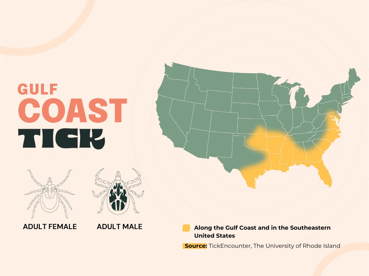 Graphic showing the range of the Gulf Coast tick in the United States.