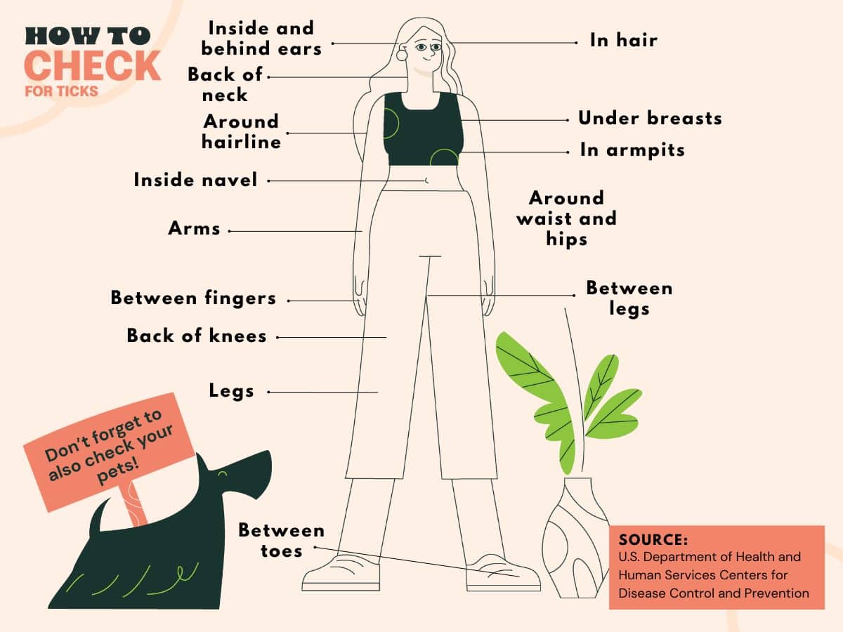 A graphic showing all of the places to check yourself or a loved one for ticks