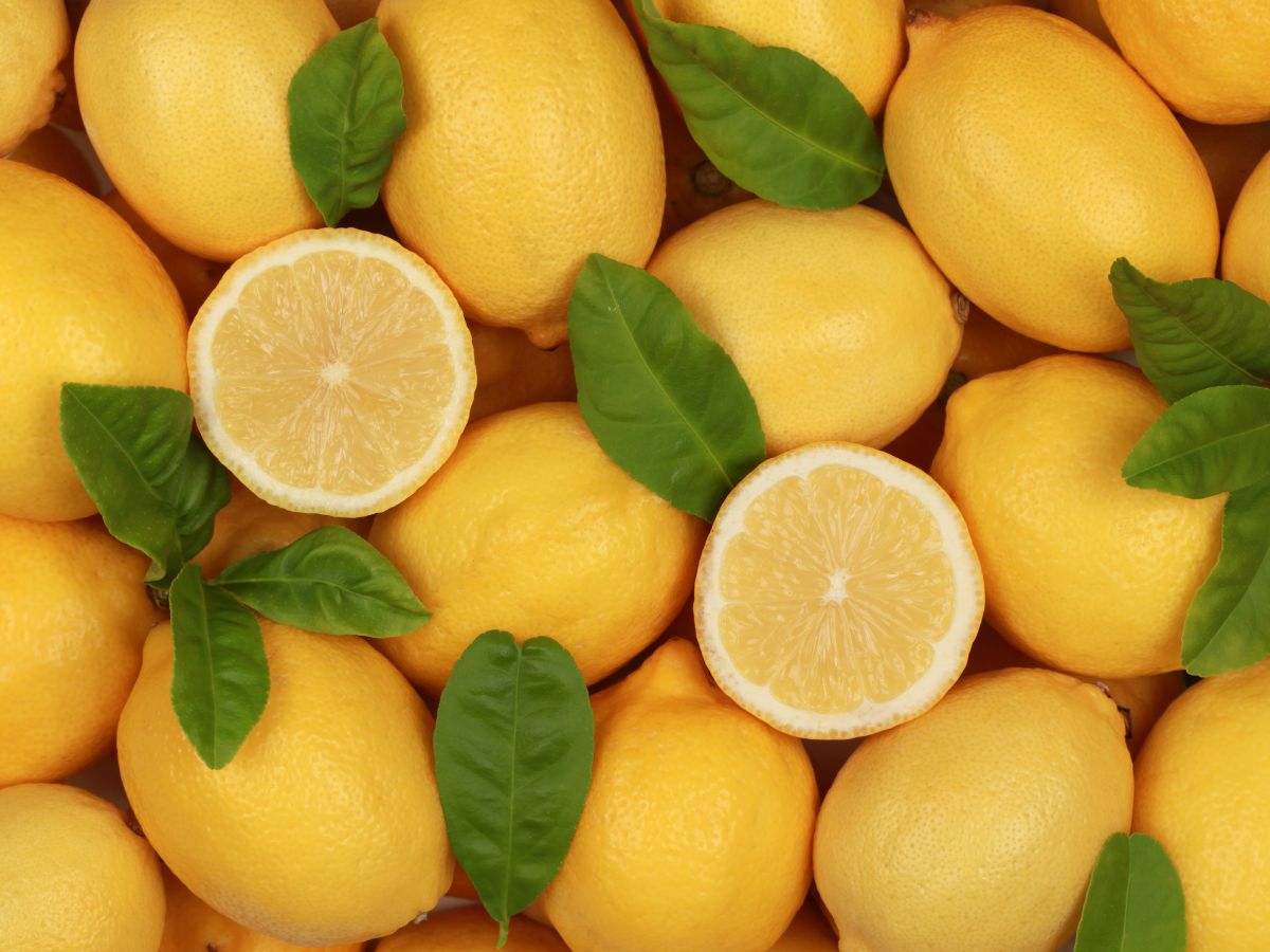 A table full of ripe lemons