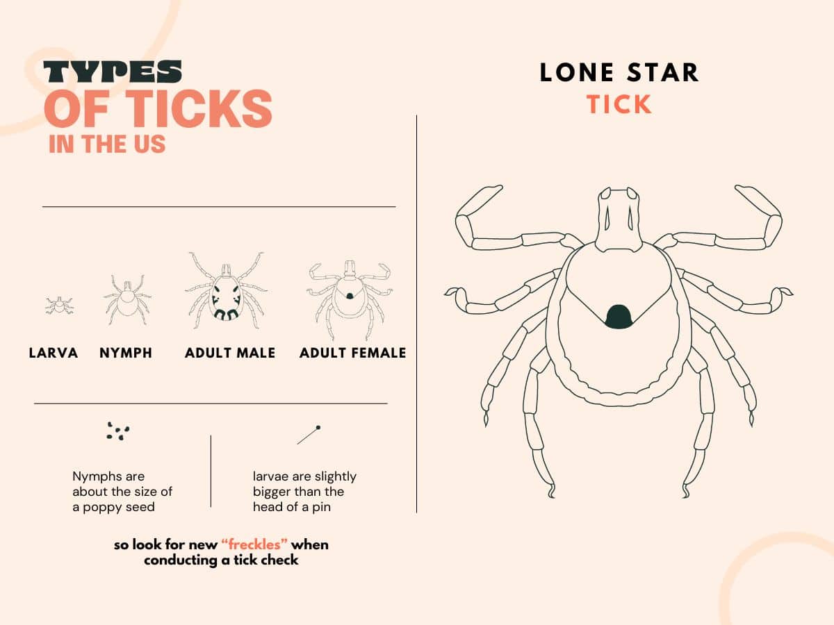 A graphic of a lone star tick from the larva to adult stages