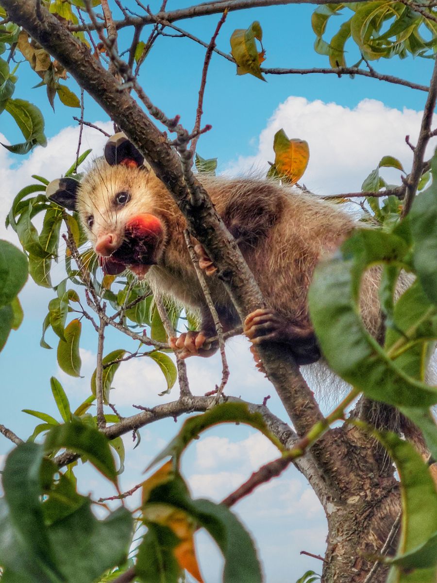 A young possum in a peach tree with fruit in his mouth.