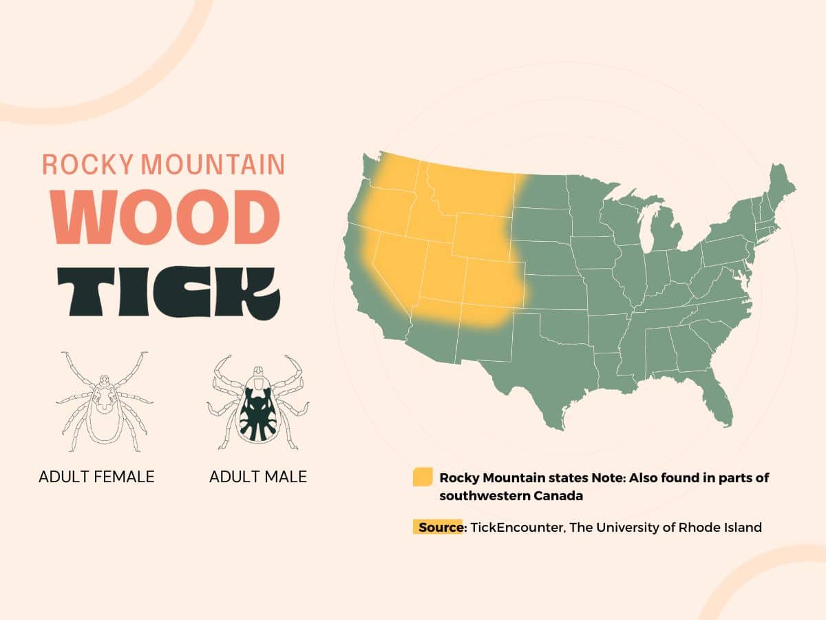 Rocky mountain wood tick infographic.