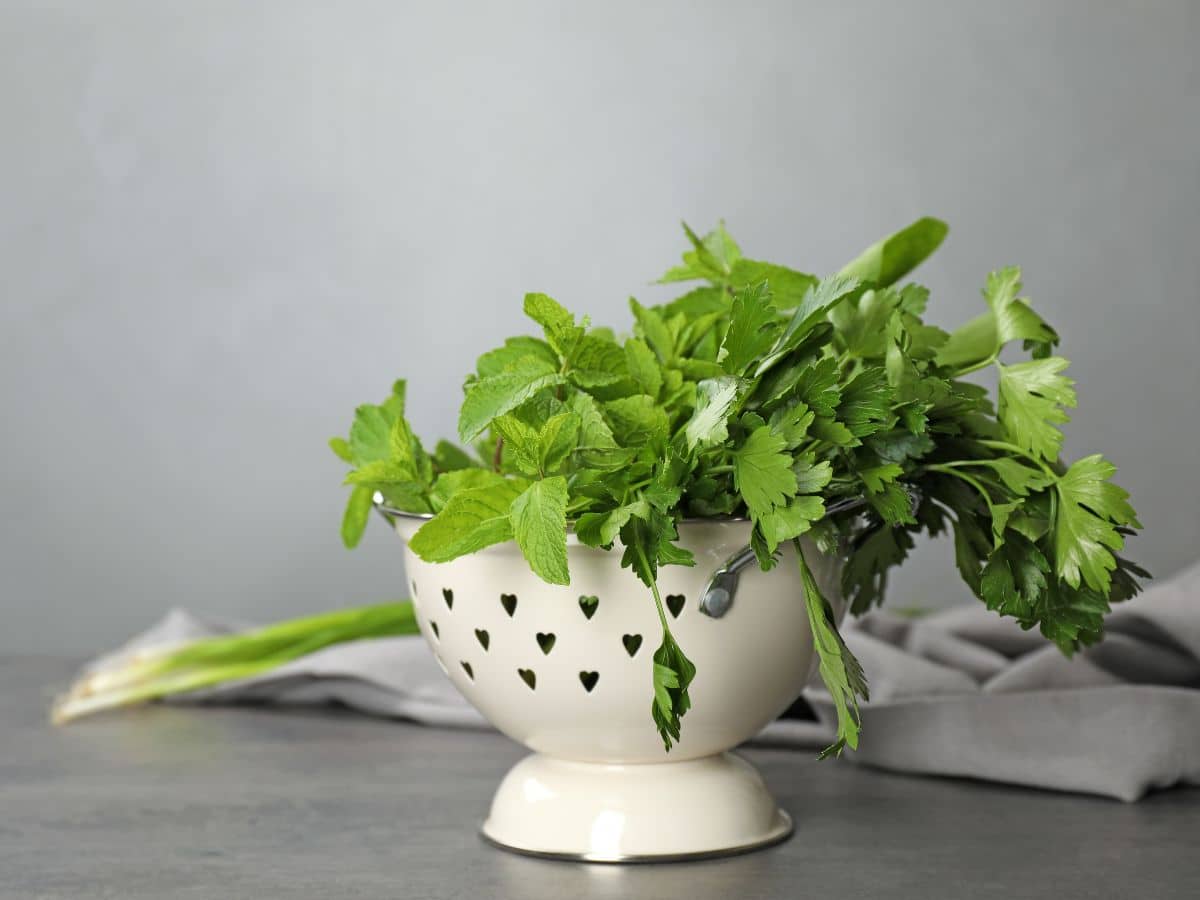 A white colander with fresh parsley and mint.