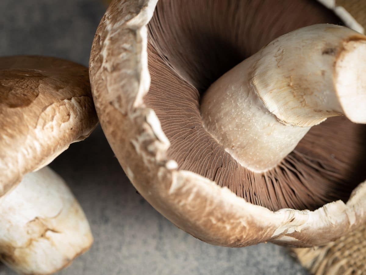 A close up of two portobello mushrooms on a countertop.