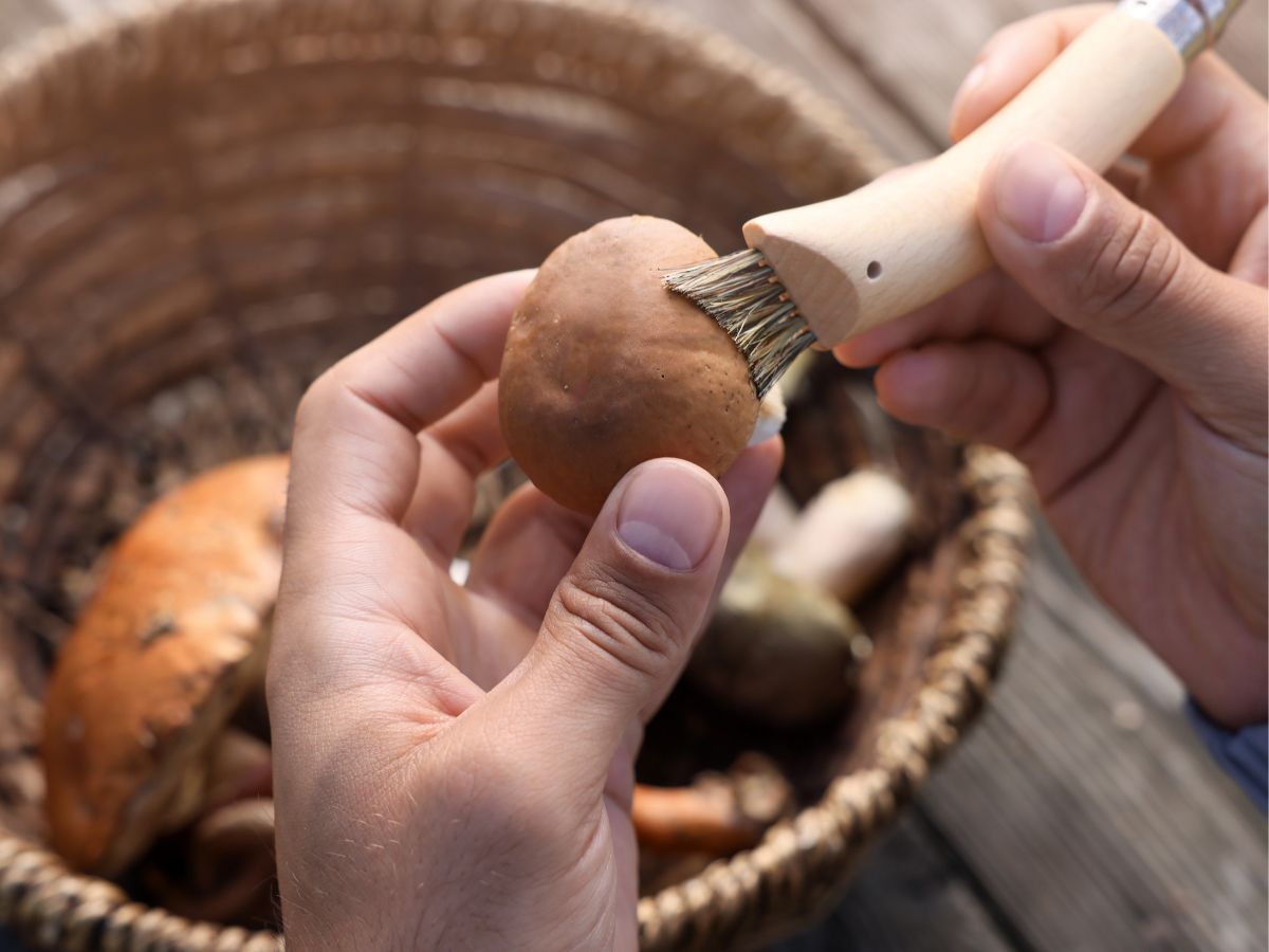 A person using a brush to remove dirt from a portobella mushroom.