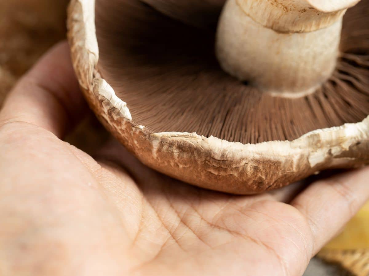 A person holding a portobello mushroom in their hand.