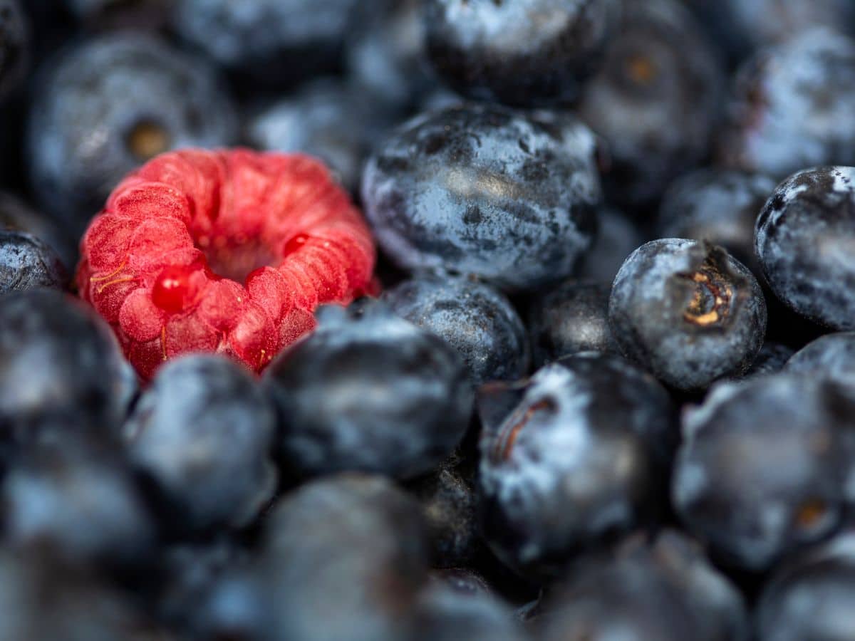 A close up of blueberries with a red raspberry.