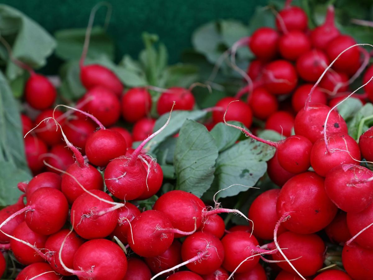 Many red radishes are piled up on top of each other.