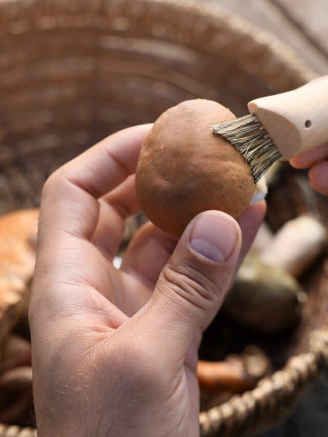 Mushroom cleaning brush
