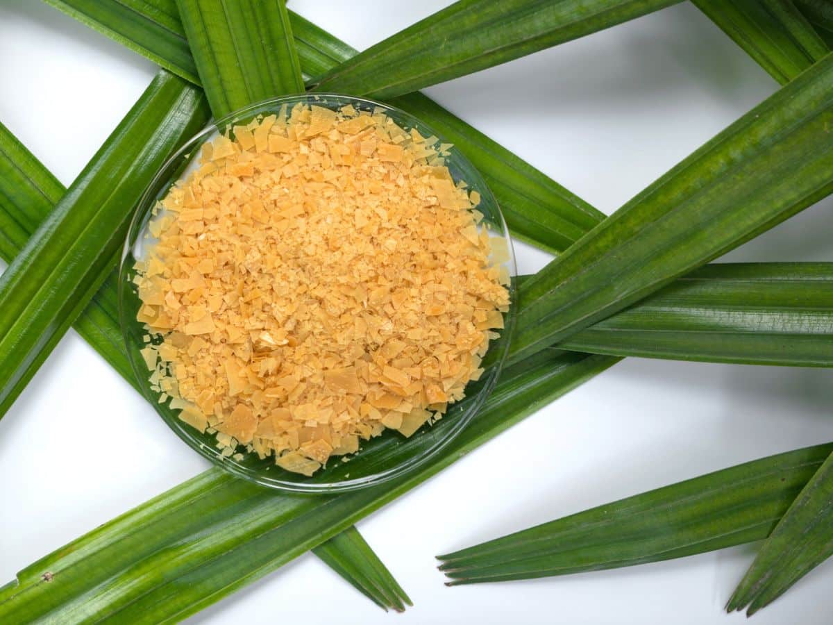 A bowl of carnauba wax flakes on top of carnauba palm leaves.