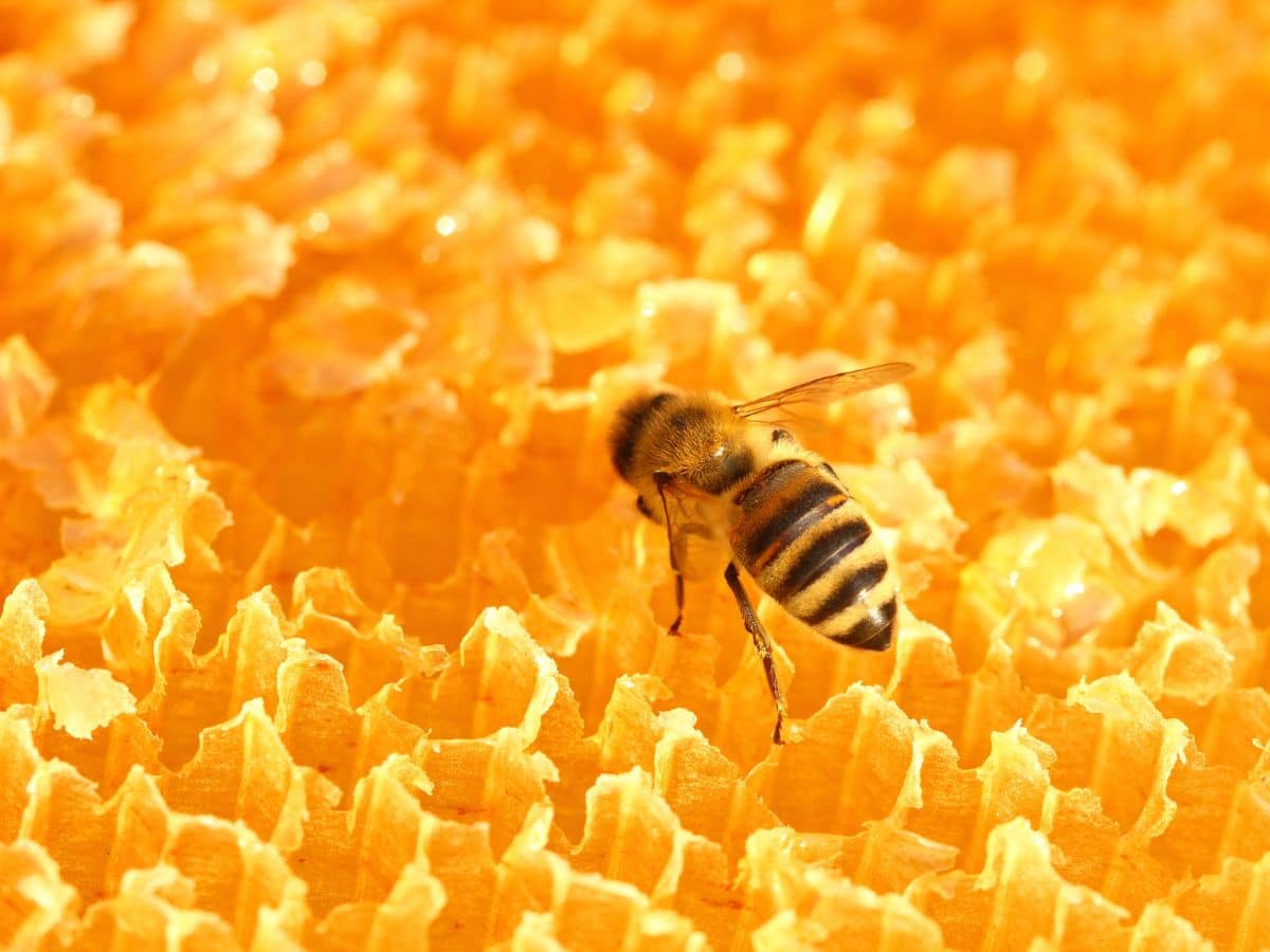 A bee is sitting on top of a honeycomb.
