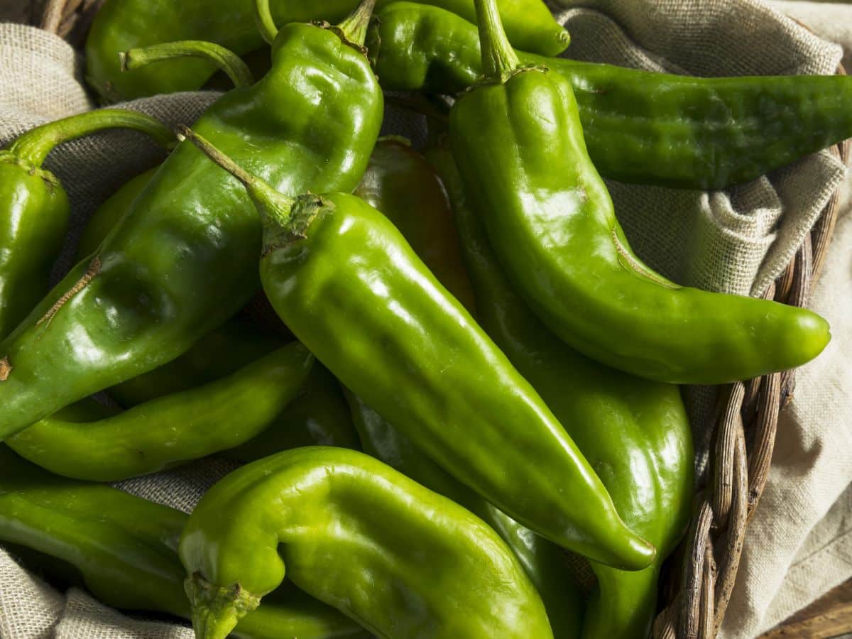 Fresh green chiles in a basket.